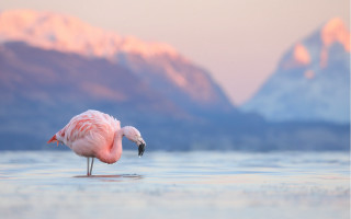 Pink flamingo mountains sunset water 2 - its beak free wallpaper