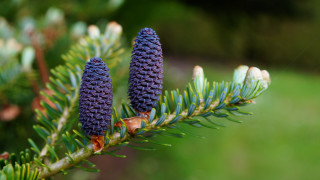 Pine cones closeup nature bokeh - boetius adamsz bolswert free wallpaper for desktop