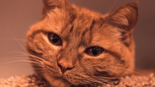 Sad cat on rug tiltshift - a rug free wallpaper