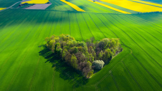 Heart tree greenfield landart puzzle - the middle of the field free wallpaper