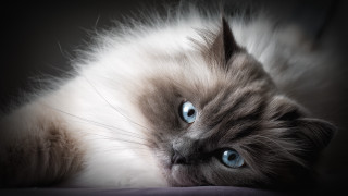 Cat blue eyes bed portrait - a bed free wallpaper