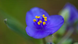 Blue flower yellow stamens green - a green stem free wallpaper