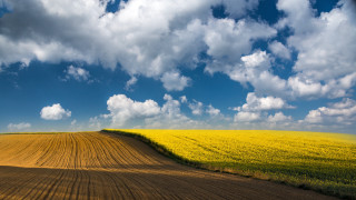 Yellow flowers dirt road mountain - beautiful landscape free wallpaper for desktop