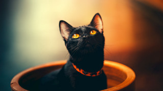 Black cat yellow eyes serious 12 - a black cat free wallpaper for desktop