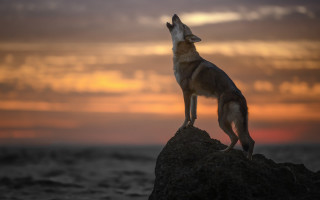 Dog rock sunset clouds wildlife - caspar wolf free wallpaper for desktop