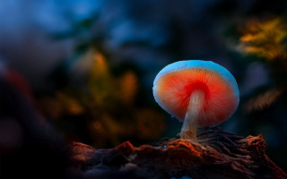Mushroom red center woods night - a tree stump free wallpaper for desktop