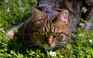 Sad cat in grass nature 4 - a sad look free wallpaper