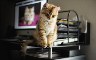 Cat desk monitor keyboard blurry - top of a desk next free wallpaper