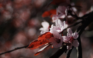 Pink flowers branch macro sunlight - pink flower and leaves free wallpaper