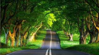 Road trees grass surrounded nature - both side of the road free wallpaper