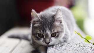 Sad cat bench plant superflat - a bench next free wallpaper