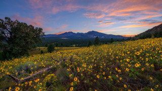 Wildflowers mountains sunset pink clouds - a field of wildflowers free wallpaper