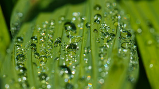 Green leaf water droplets macro 5 - a green leaf free wallpaper