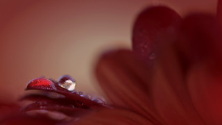 Flower waterdroplets redbackground whitecenter macrofood - dorothea braby free wallpaper