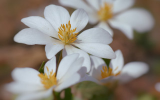 White flowers yellow stamens garden - a brown background free wallpaper