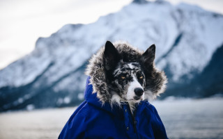 Dog blue jacket mountain lake - a blue jacket free wallpaper for desktop