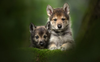 Puppies shiba inu grass outdoors - two puppy free wallpaper