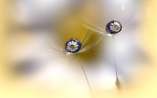 Dandelions yellow tabletop macro photography - free rain wallpaper for desktop