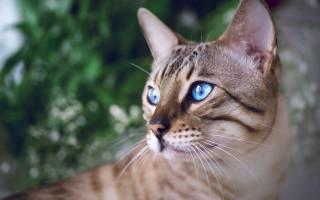 Cat blue eyes nature background - a cat free wallpaper
