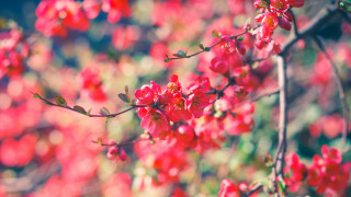 Red flowers branch sunlight bokeh - red flower free wallpaper