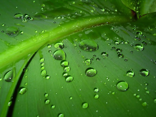 Green leaf water droplets macro 49 - a few leaf free wallpaper for desktop