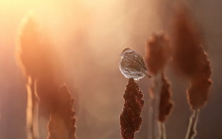 Bird on tall plant backlit - a small bird free wallpaper