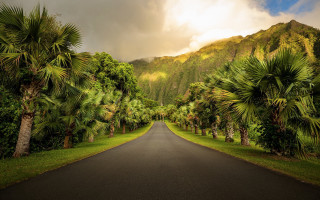 Road palm mountains cloudy sky - palm tree and mountains free wallpaper