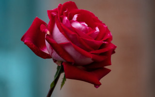 Red rose vase macro blurry 2 - single free wallpaper