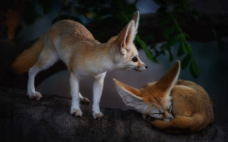 Two foxes rock sleeping looking - free dogs wallpaper for desktop