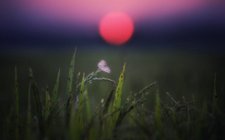Pink flower green field red - a green field next free wallpaper