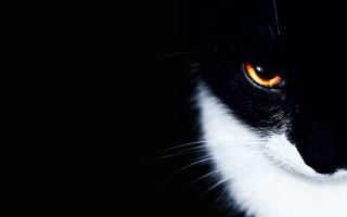 Black white cat orange eyes - orange eye free wallpaper