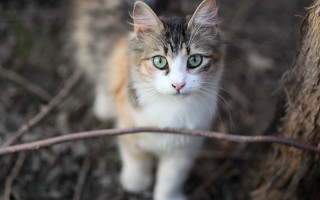 Cat green eyes woods serious - a serious look free wallpaper