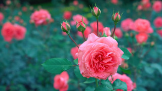 Pink rose blooming green leaves - green leaf and flowers free wallpaper
