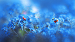Blue flowers red bugs macro - blue flower free wallpaper