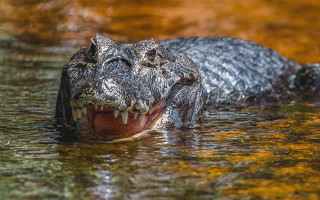 Alligator water open teeth sunset - tooth wide open free wallpaper