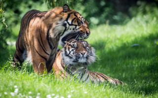 Tigers walking grass sunlight blurry - the grass together free wallpaper