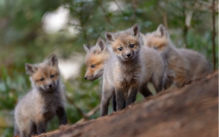 Foxes tree trunk forest bokeh - wildlife photography free wallpaper for desktop