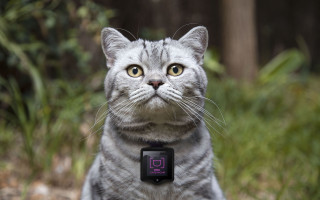 Cat smartwatch grass bokeh photorealistic - its neck free wallpaper for desktop