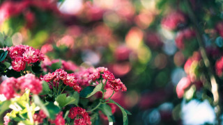 Pink flowers green leaves bokeh - a bush free wallpaper