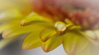 Yellow flower water droplets macro 10 - petal and a blurry background free wallpaper for desktop