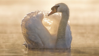 Swan water fog backlit beach - its wing free wallpaper