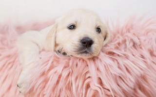 Puppy pink blanket sad eye - a puppy free wallpaper for desktop
