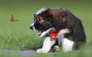 Puppy running butterfly grass sunny - a butterfly free wallpaper