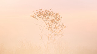 Lone tree foggy field cherry - a foggy field free wallpaper