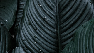 Black white leaf water macro - high detail 4k free wallpaper