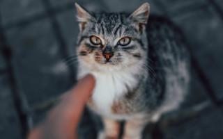 Cat looking up hand holding - a persons hand free wallpaper