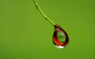 Water drop green stem red - end free wallpaper