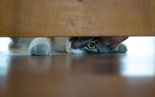 Cat hiding under table yellow - underneath free wallpaper