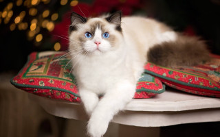 White cat blue eyes christmas - a pillow free wallpaper