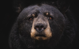 Black bear closeup brown nose - on free wallpaper for desktop